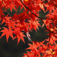 Autumn tint of Japan